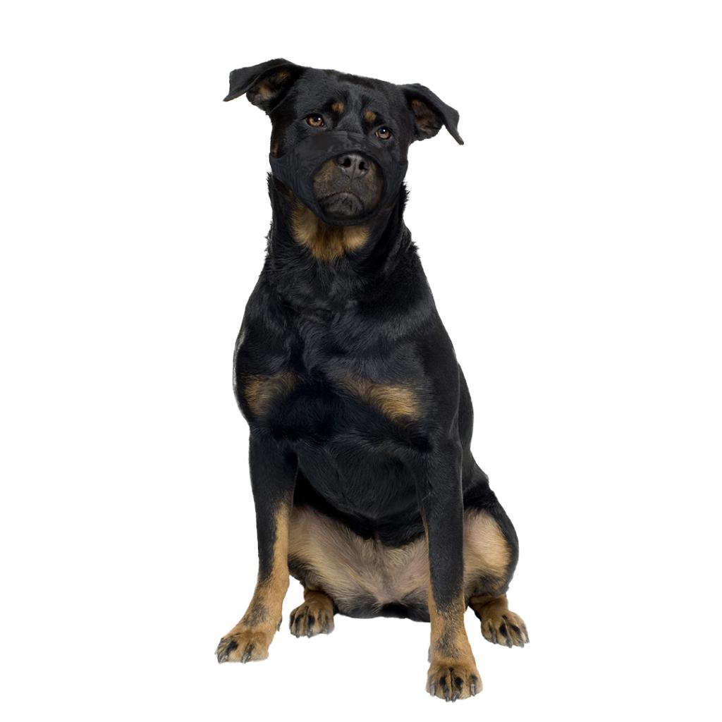 DUVO+ NYLON Dog Muzzle