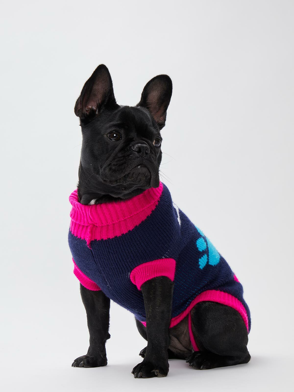 Winter Clothes Outfits for Cats and Dogs